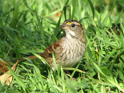 White-throated Sparrow immature 2.jpg