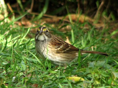 White-throated Sparrow immature 4.jpg