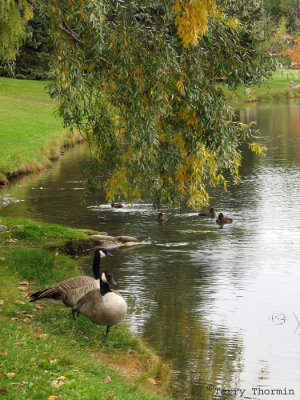 Canada Geese at Hawrelak Park 1.jpg