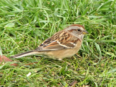 American Tree Sparrow 1.jpg