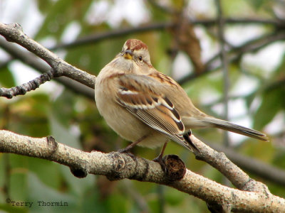 American Tree Sparrow 2.jpg