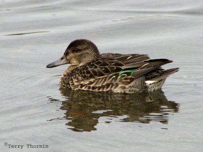 Green-winged Teal female 1.jpg