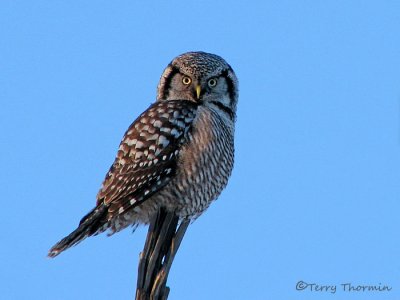 Northern Hawk Owl 7a.jpg