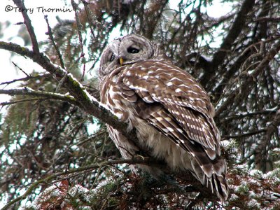 Barred Owl 4a.jpg