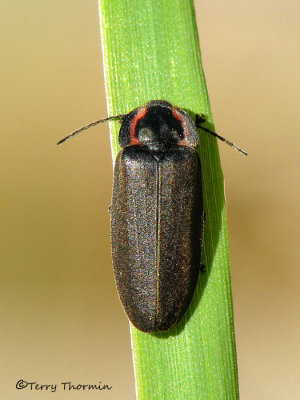 Ellychnia corrusca - Firefly D1a.jpg