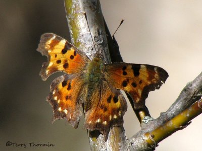 Polygonia faunus - Green Comma 1a.jpg