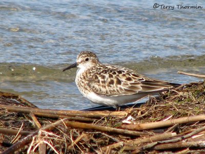 Bairds Sandpiper 1a.jpg