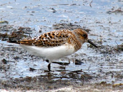 Sanderling 1a.jpg