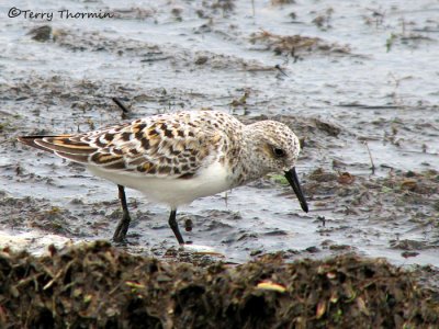 Sanderling 3b.jpg