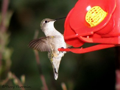 Ruby-throated Hummingbird female 1a.jpg