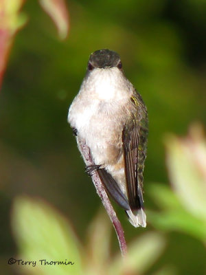 Ruby-throated Hummingbird female 2b.jpg