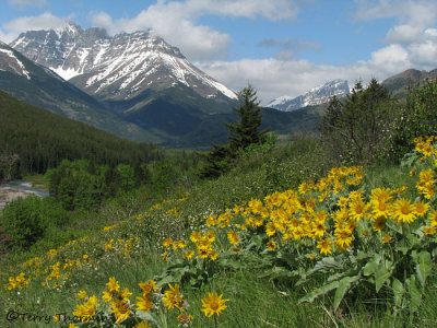 Waterton Lakes N.P. and Balsam Root 1.JPG