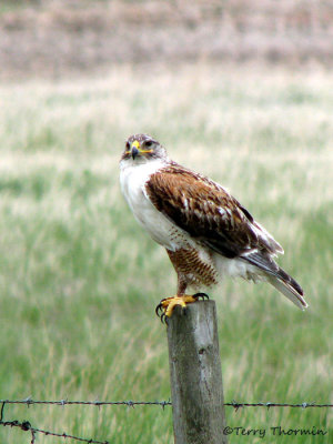 Ferruginous Hawk 2b.jpg