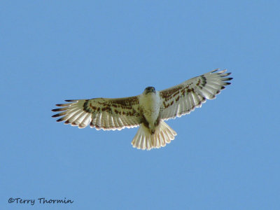 Ferruginous Hawk in flight 1a.jpg