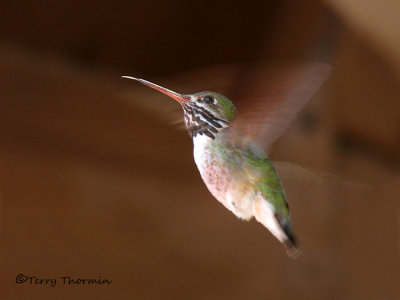 Calliope Hummingbird in flight 1a.jpg
