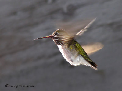 Calliope Hummingbird in flight 3a.jpg
