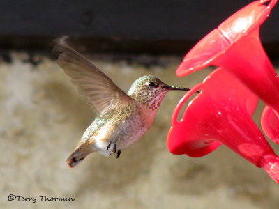 Calliope Hummingbird female in flight 1a.jpg
