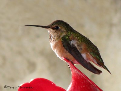 Rufous Hummingbird female 1b.jpg
