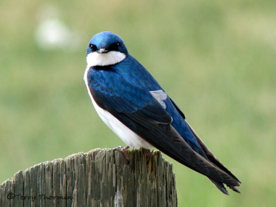 Tree Swallow 16a.jpg