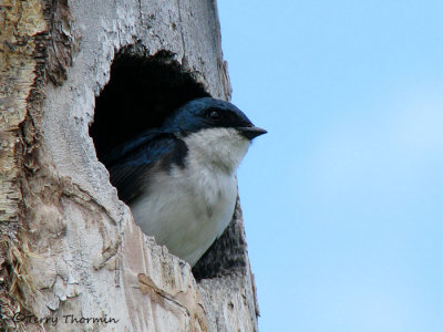 Tree Swallow in natural cavity 1a.jpg