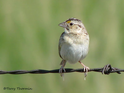 Grasshopper Sparrow 12a.jpg