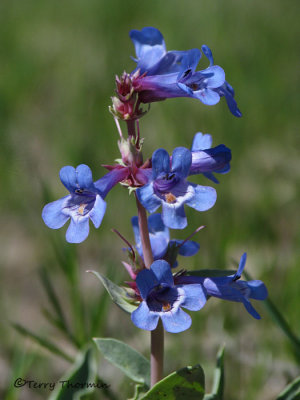 Blue Beardtongue 1.JPG