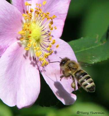 Apis melifera - Honey Bee in flight 1c.jpg