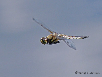 Libellula quadrimaculata - Four-spotted Skimmer in flight 5a.jpg