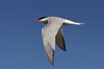 Common Tern-8.jpg