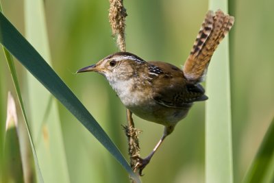 Marsh Wren-5.jpg