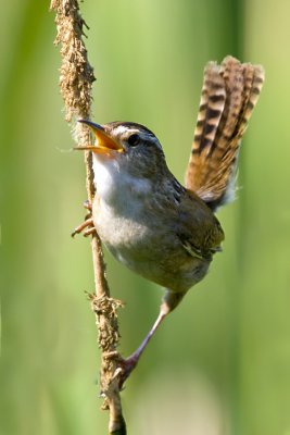 Marsh Wren-9.jpg
