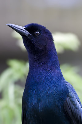 Boat Tailed Grackle12.jpg