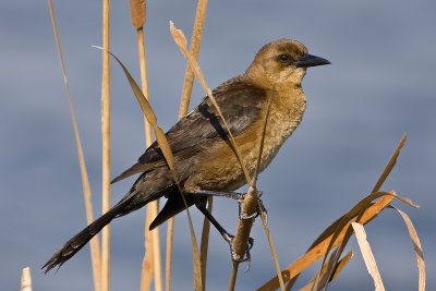 Boat Tailed Grackle5.jpg