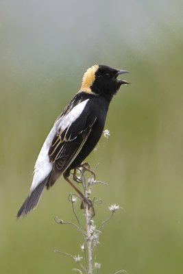 Bobolink 009.jpg