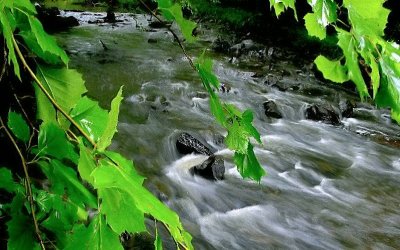 creek leaves