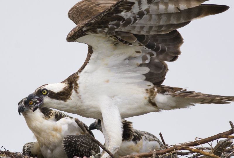 Squawk