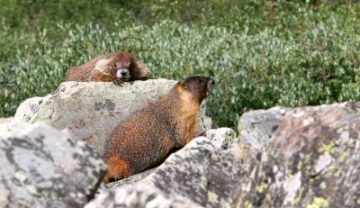 Marmots Chillin