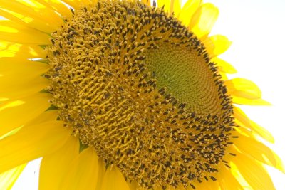 Southwest Sunflower