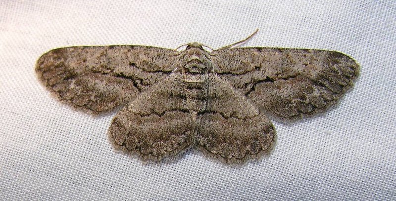 Anavitrinella pampinaria (?) - 6590 -- Common Gray Moth