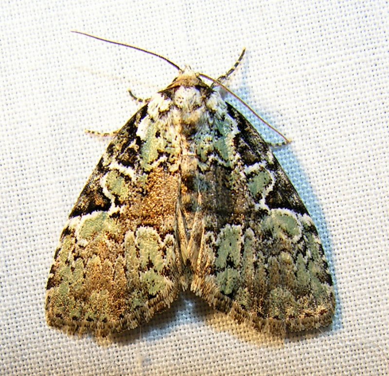 moth-060708-4.jpg