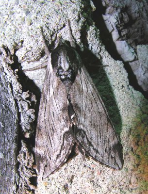 moth-150708-6.jpg