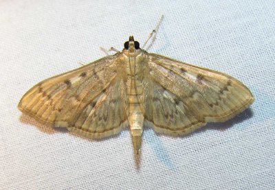 Herpetogramma aeglealis - 5280 - Serpentine Webworm Moth