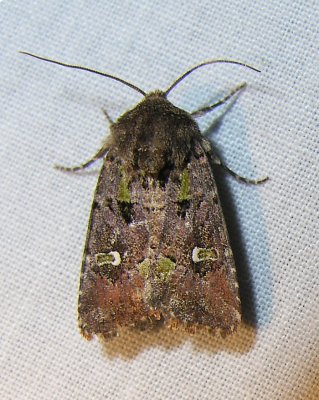Lacinipolia renigera - 10397 - Bristly Cutworm Moth