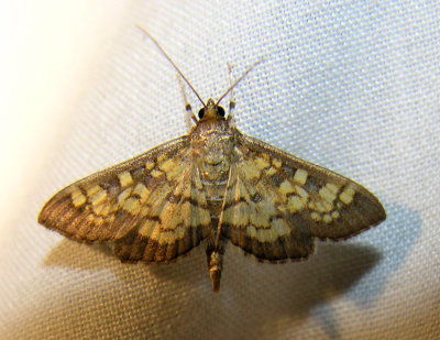 Diacme elealis - 5142 - Paler Diacme Moth