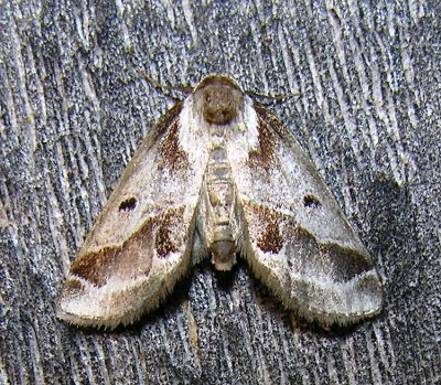 Baileya doubledayi - 8969 - Doubleday's Baileya Moth