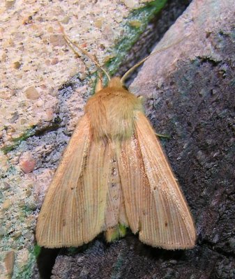 moth-170708-5.jpg
