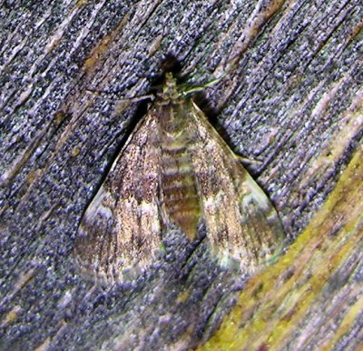 Synclita obliteralis (?) - 4755 - Waterlily Leafcutter Moth