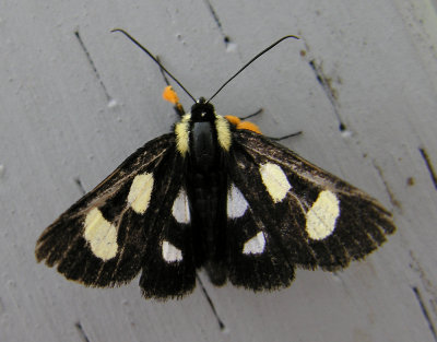 Alypia octomaculata - 9314 - Eight-spotted Forester