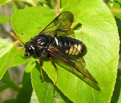 Cimbex americanus sawfly