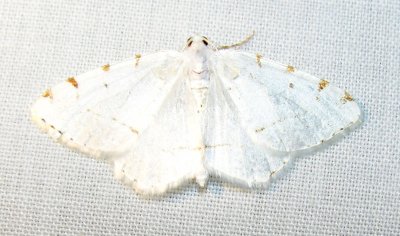 Itame pustularia - 6273 -  Lesser Maple Spanworm Moth